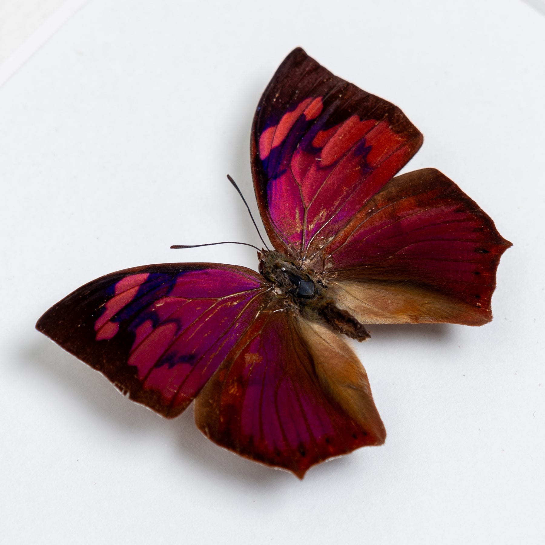 Leaf-wing Butterfly In Box Frame (Anaea riphea)