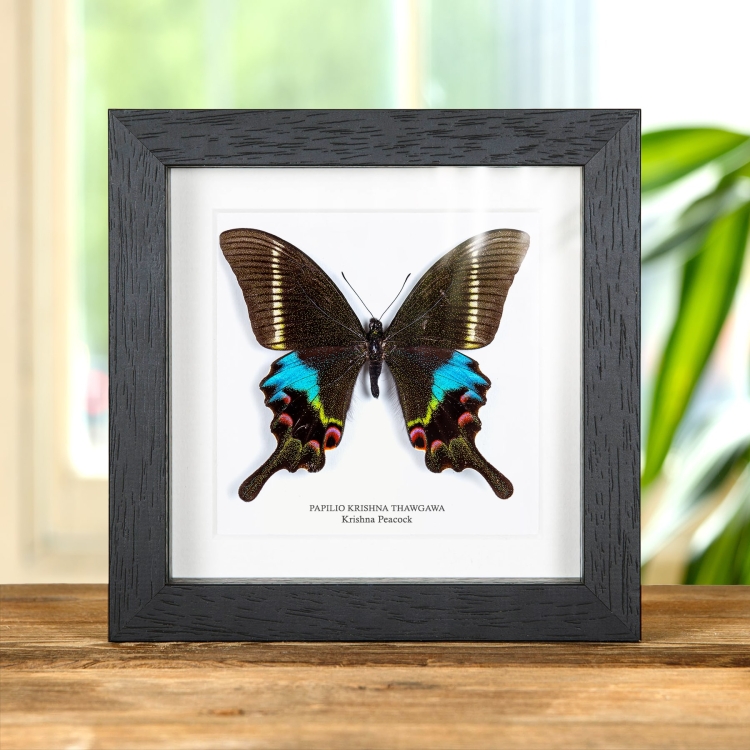 Krishna Peacock Butterfly In Box Frame (Papilio krishna thawgawa)