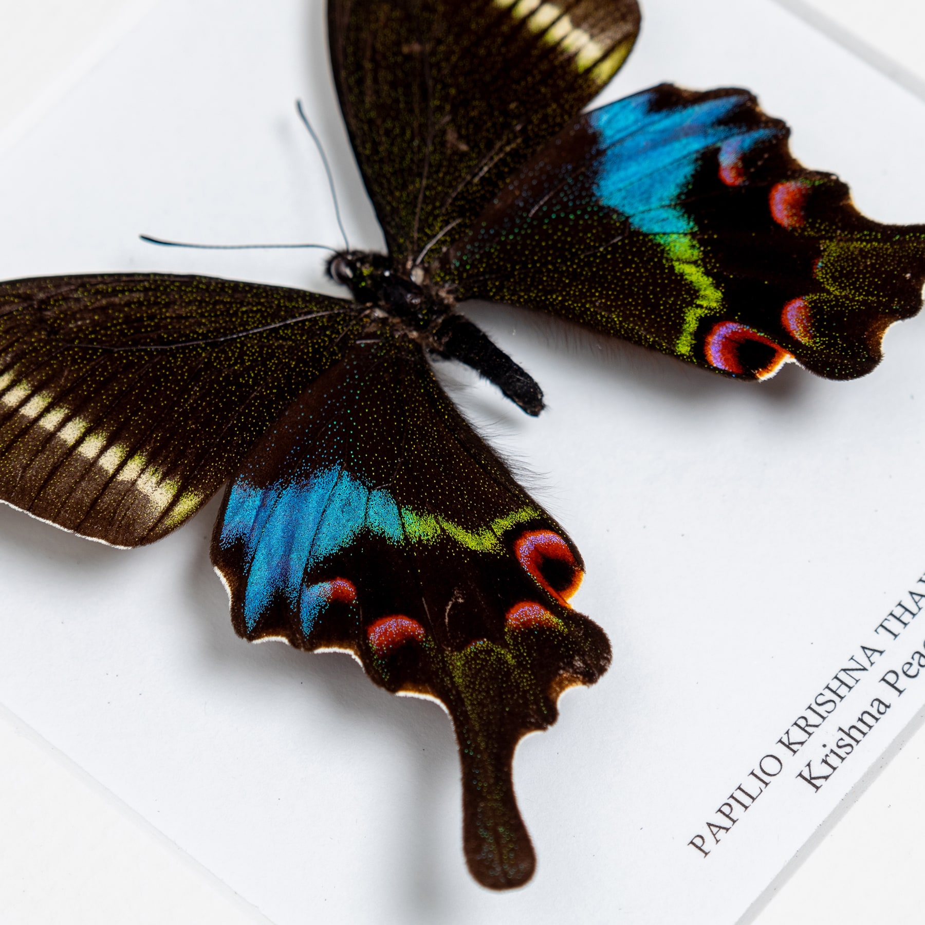 Minibeast Krishna Peacock Butterfly In Box Frame (Papilio krishna thawgawa)
