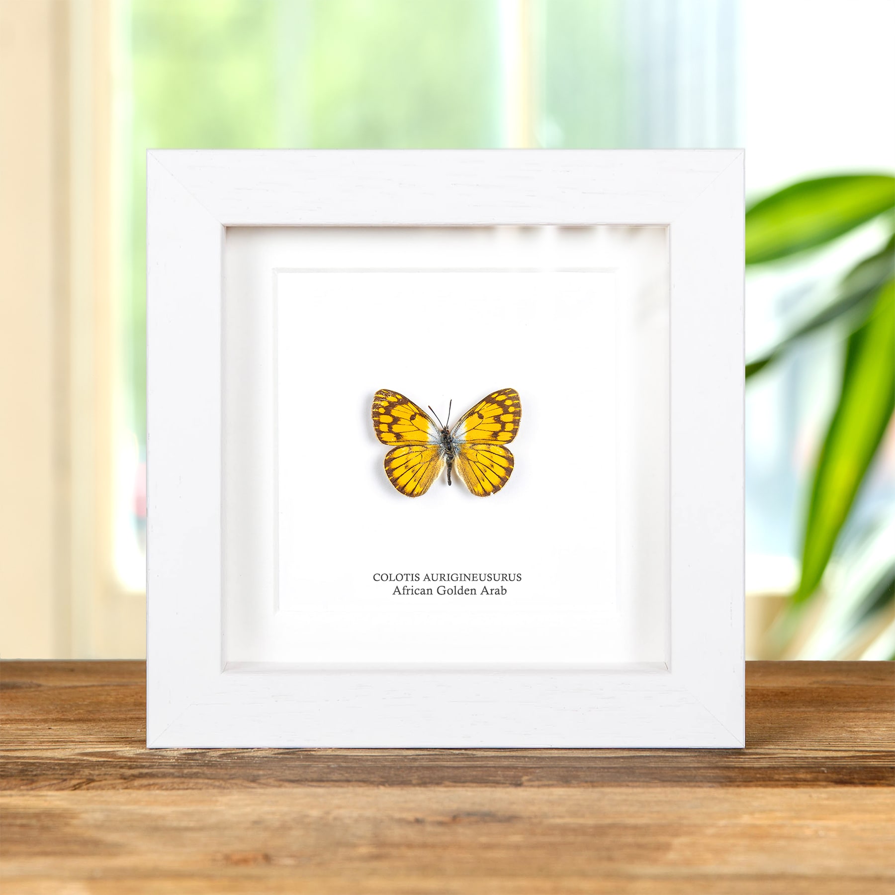 African Golden Arab Butterfly In Box Frame (Colotis aurigineus)