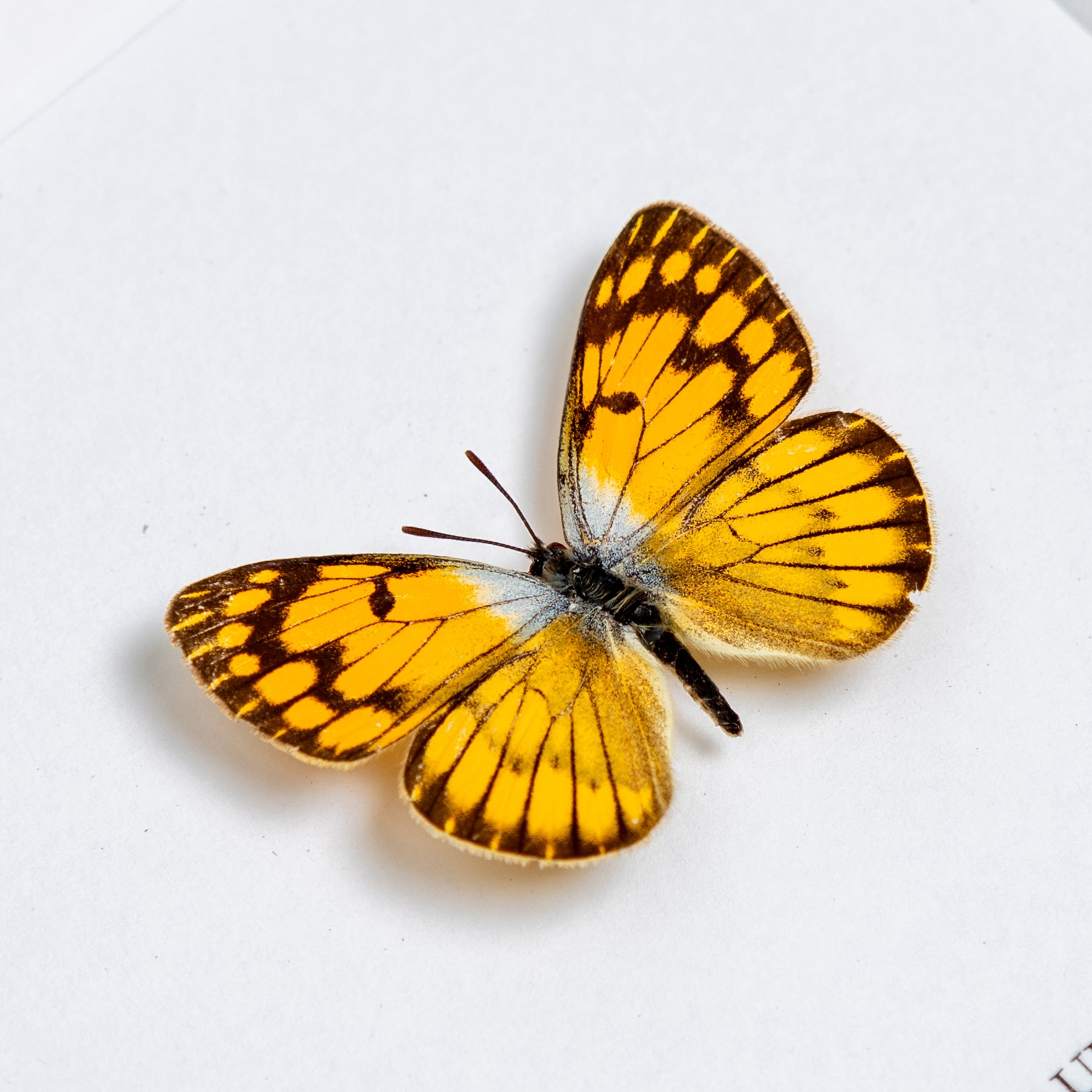 African Golden Arab Butterfly In Box Frame (Colotis aurigineus)