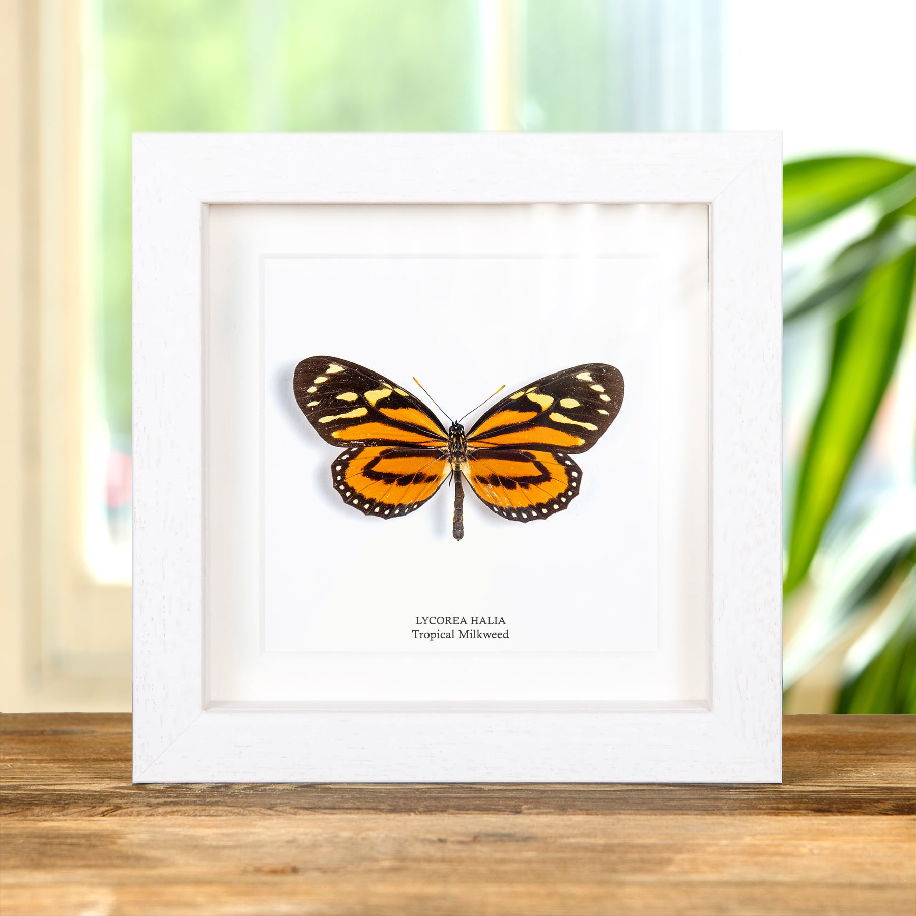 Tropical Milkweed Butterfly In Box Frame (Lycorea halia)