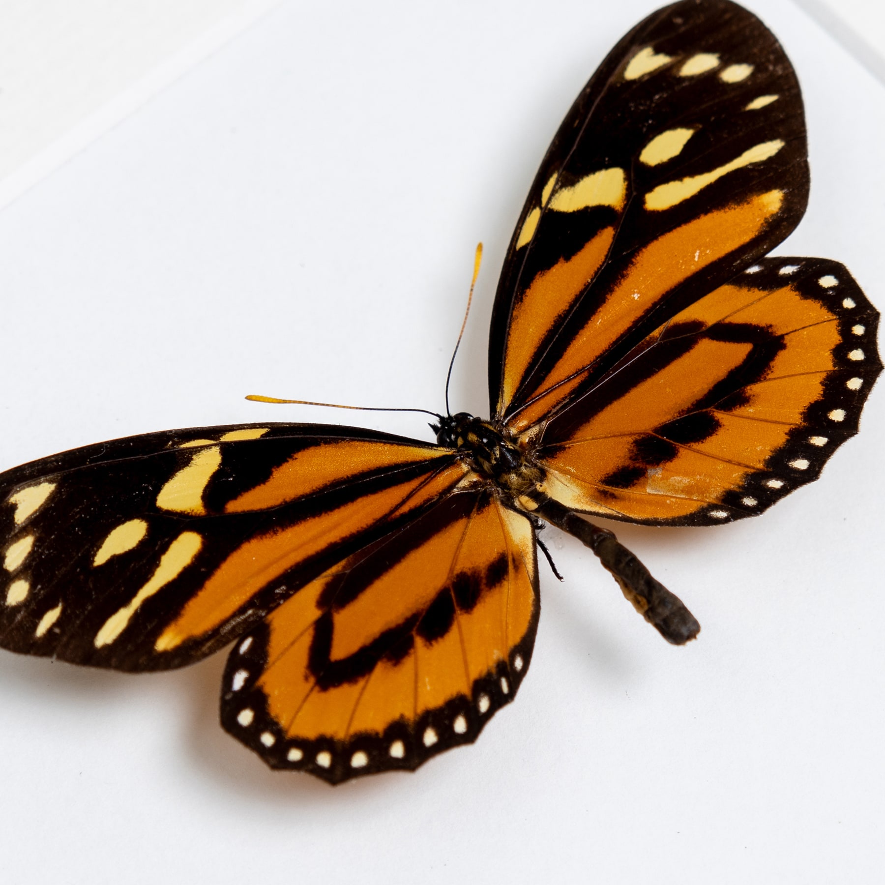 Tropical Milkweed Butterfly In Box Frame (Lycorea halia)