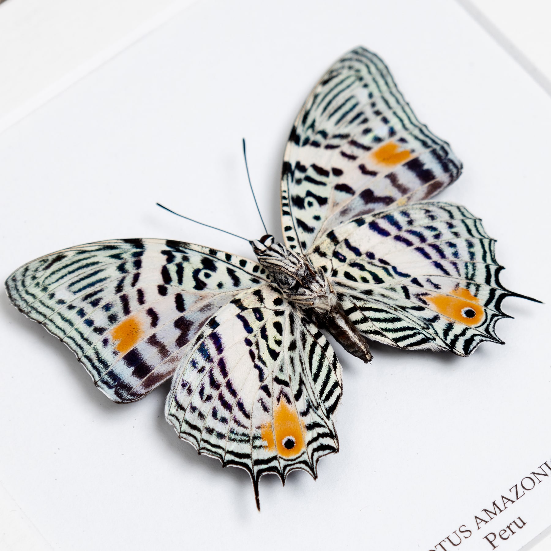 The Amazon Beauty Butterfly In Box Frame (Baeotus amazonicus)