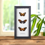 Minibeast Brush-Footed Butterfly Trio In Box Frame (Heliconius erato lativitta, telesiphe & xanthocles melittus)