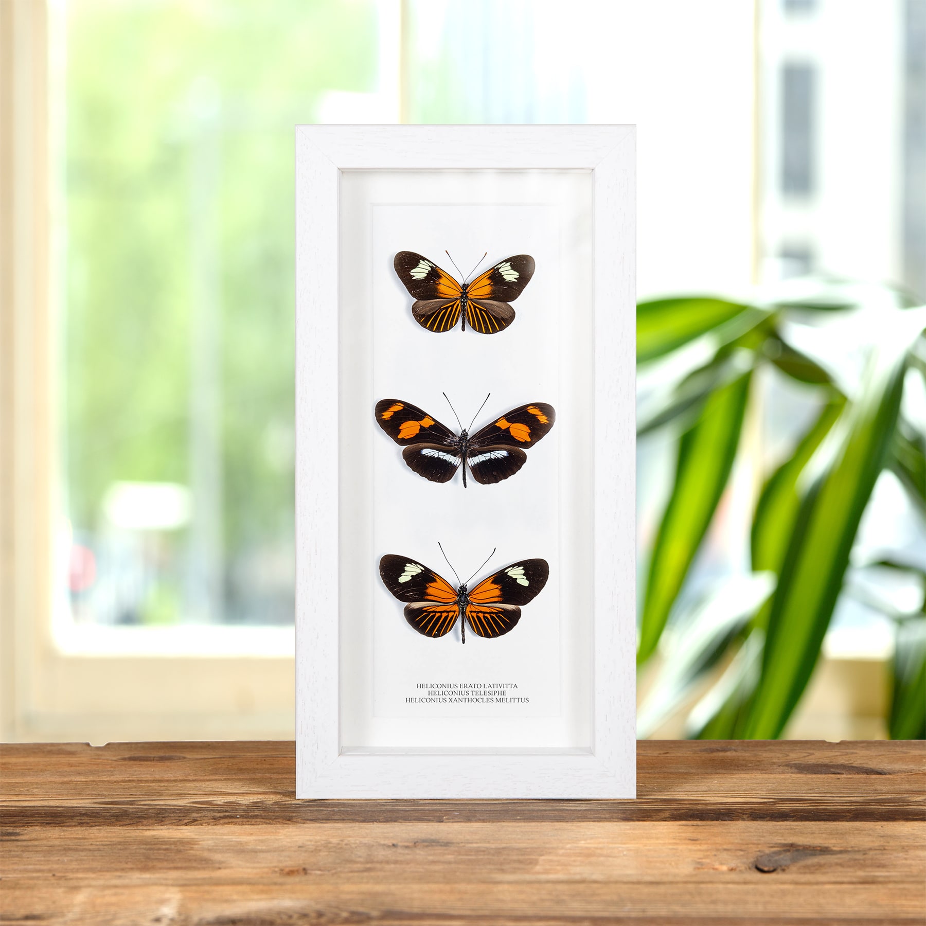 Brush-Footed Butterfly Trio In Box Frame (Heliconius erato lativitta, telesiphe & xanthocles melittus)
