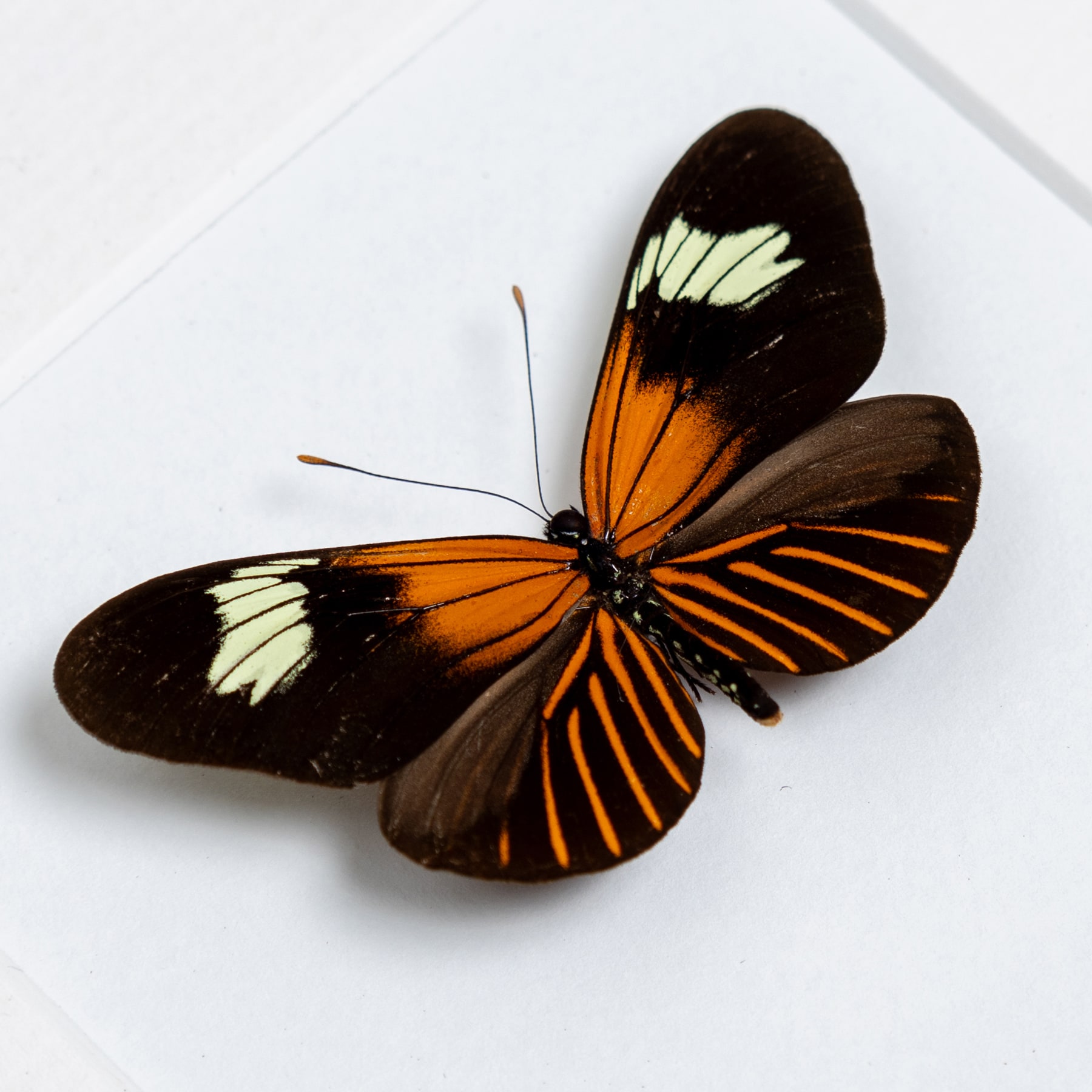 Brush-Footed Butterfly Trio In Box Frame (Heliconius erato lativitta, telesiphe & xanthocles melittus)