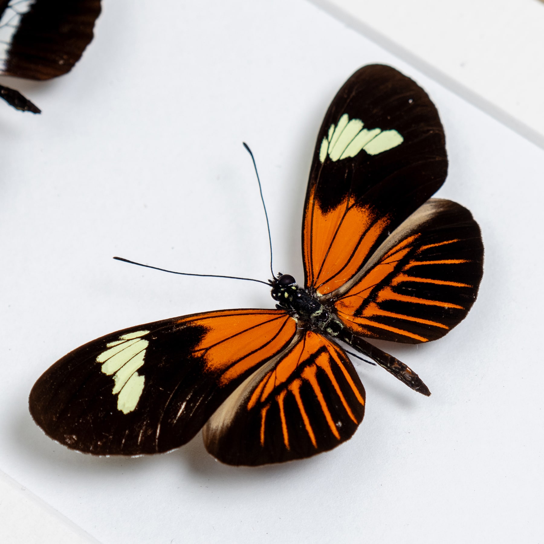 Brush-Footed Butterfly Trio In Box Frame (Heliconius erato lativitta, telesiphe & xanthocles melittus)