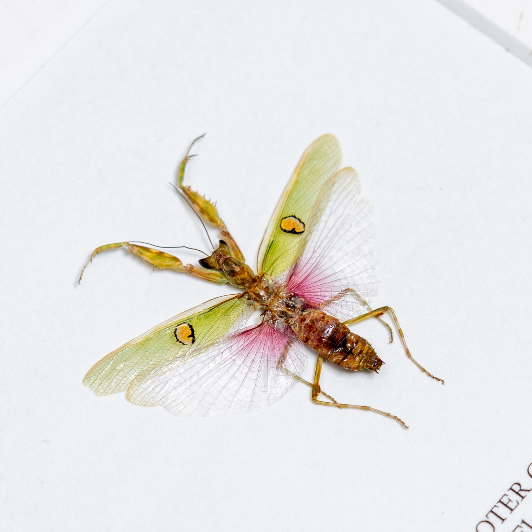 Jewelled Flower Mantis In Box Frame (Creobroter gemmatus)