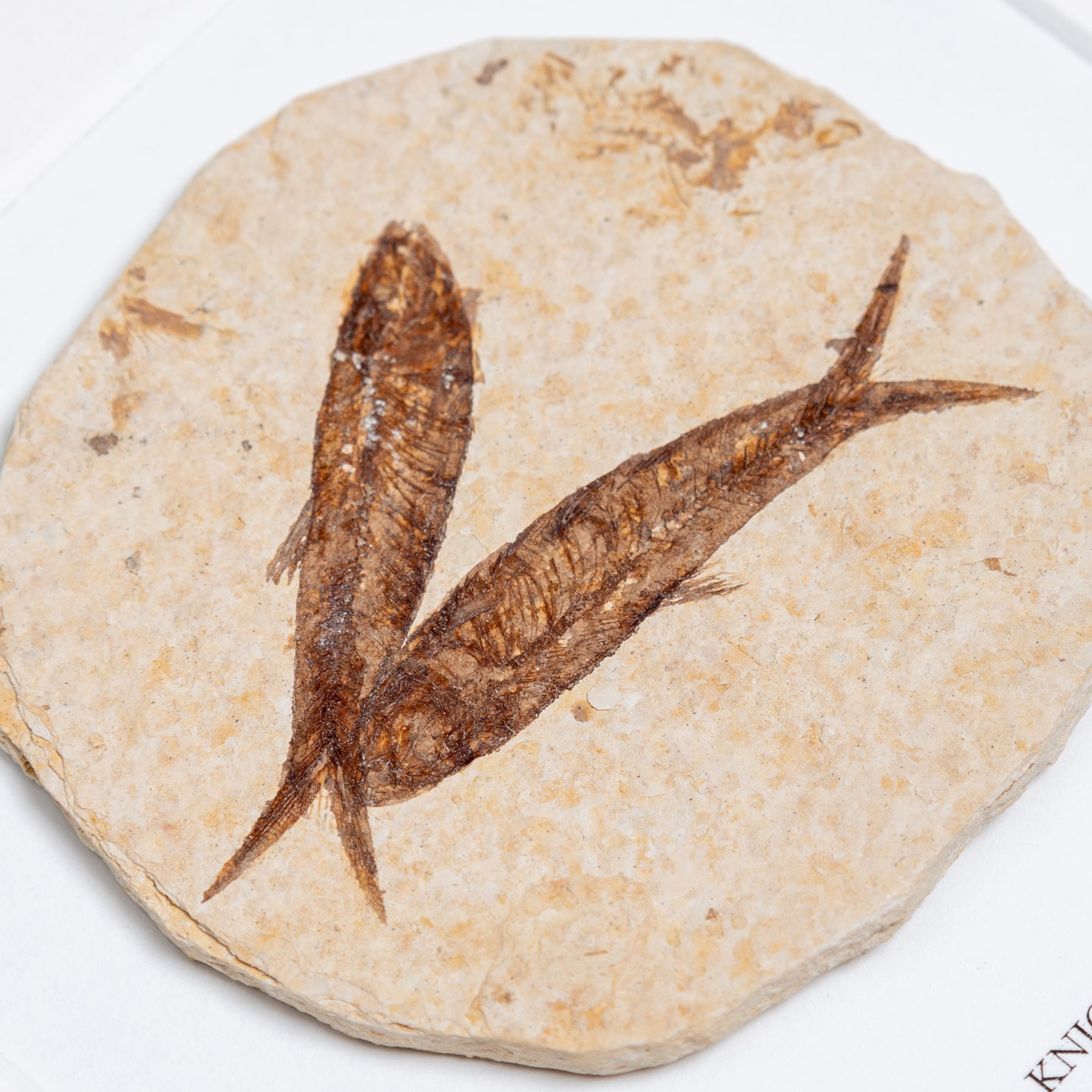 Double Freshwater Herring Fossil In Box Frame (Knightia sp)