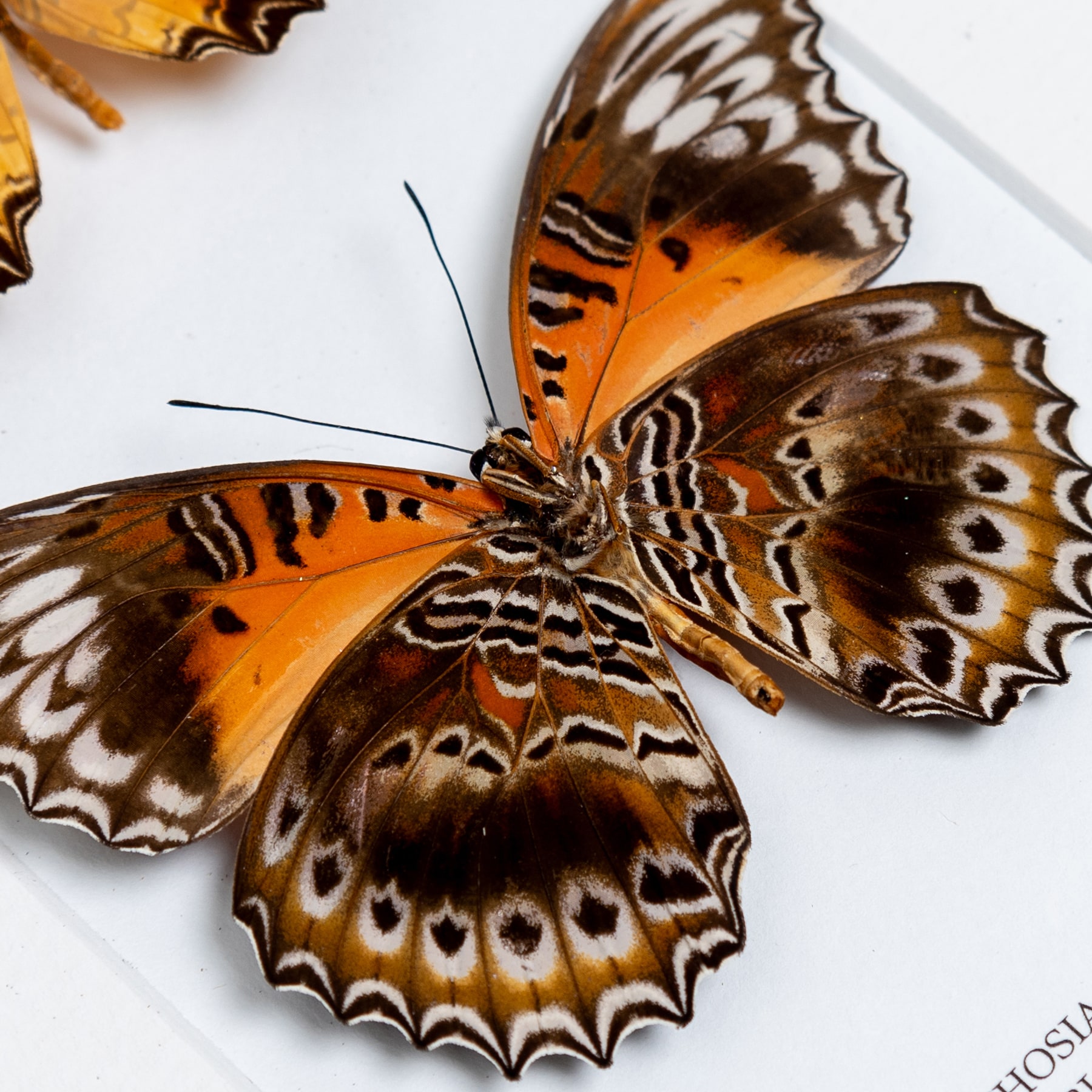 The Red Lacewing Butterfly Trio In Box Frame (Cethosia biblis, biblis amboinensis & chrysippe cydippe)
