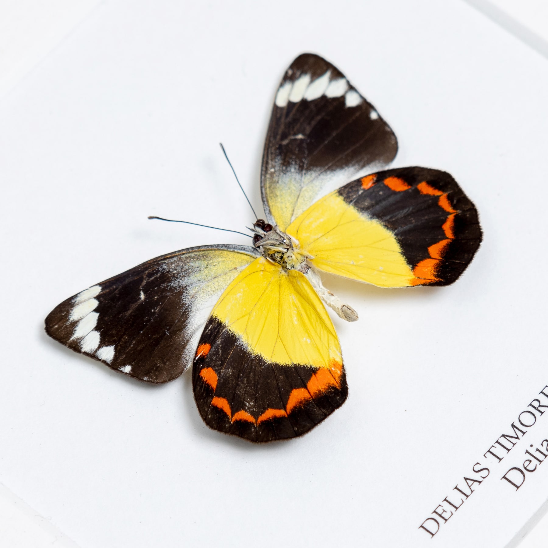 Delias Butterfly Ventral Side In Box Frame (Delias timorensis)