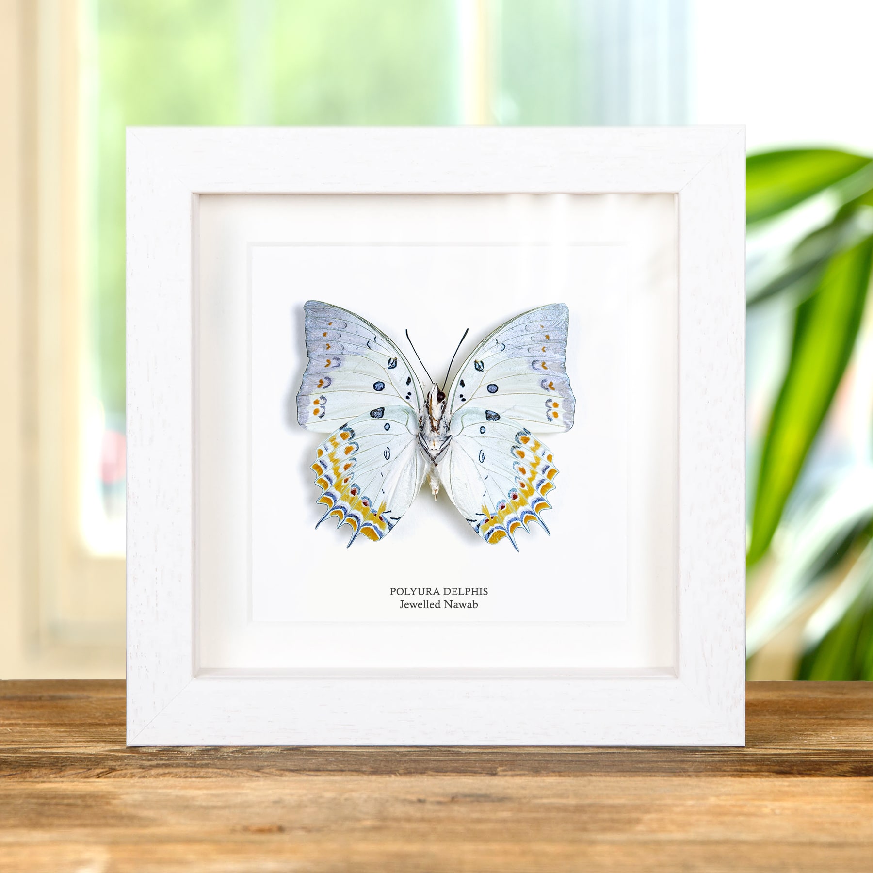 Minibeast Schmuck Nawab Schmetterling Im Rahmen (Polyura delphis)