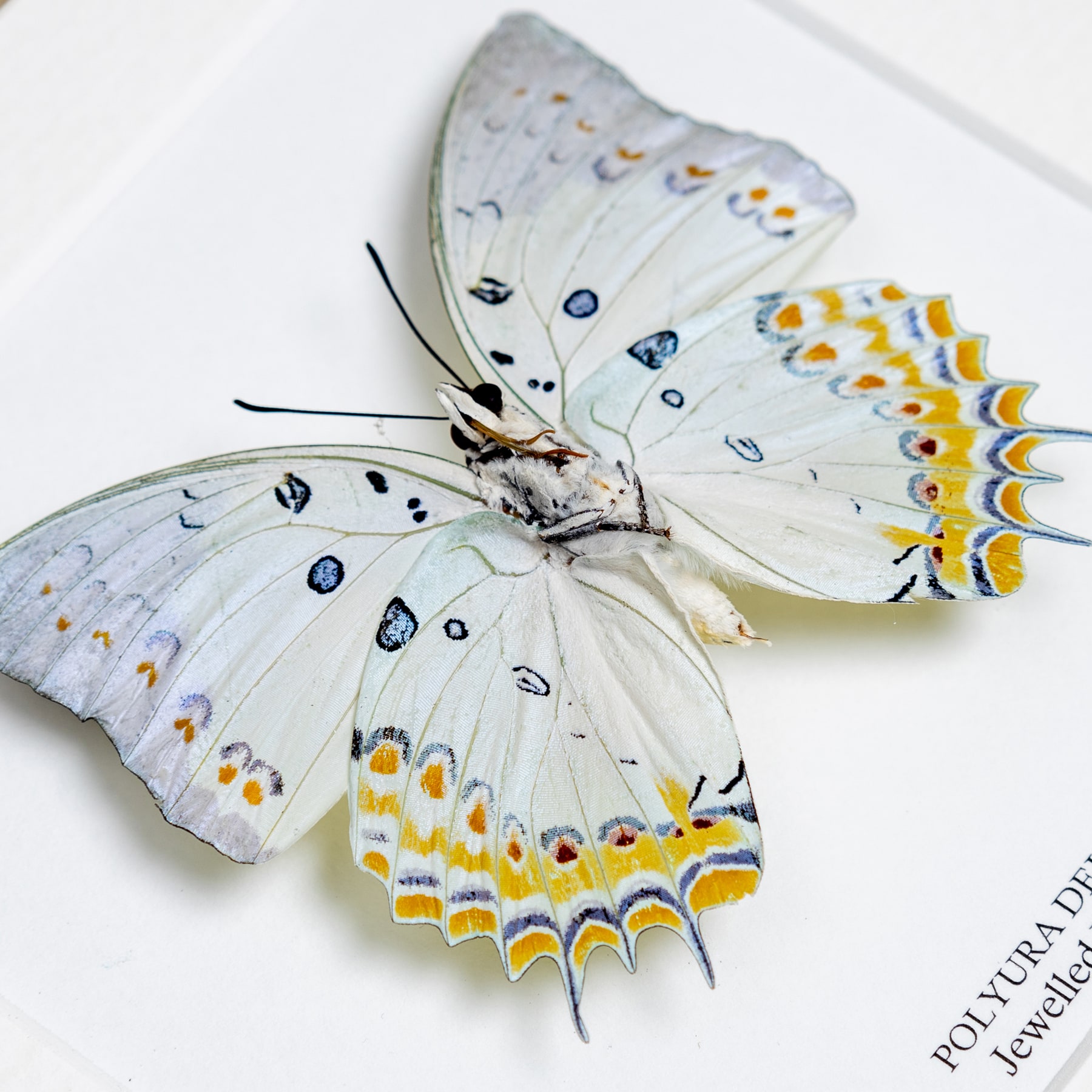 Minibeast Schmuck Nawab Schmetterling Im Rahmen (Polyura delphis)