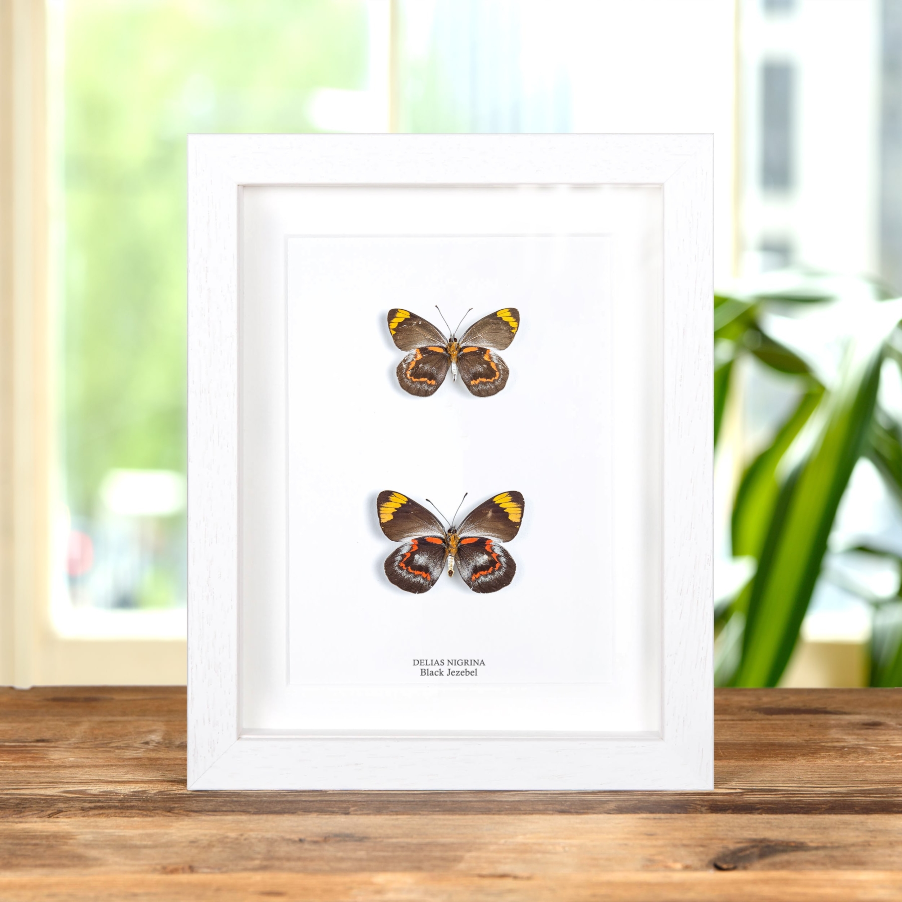 Black Jezebel Butterfly Male & Female Pair In Box Frame (Delias nigrina)
