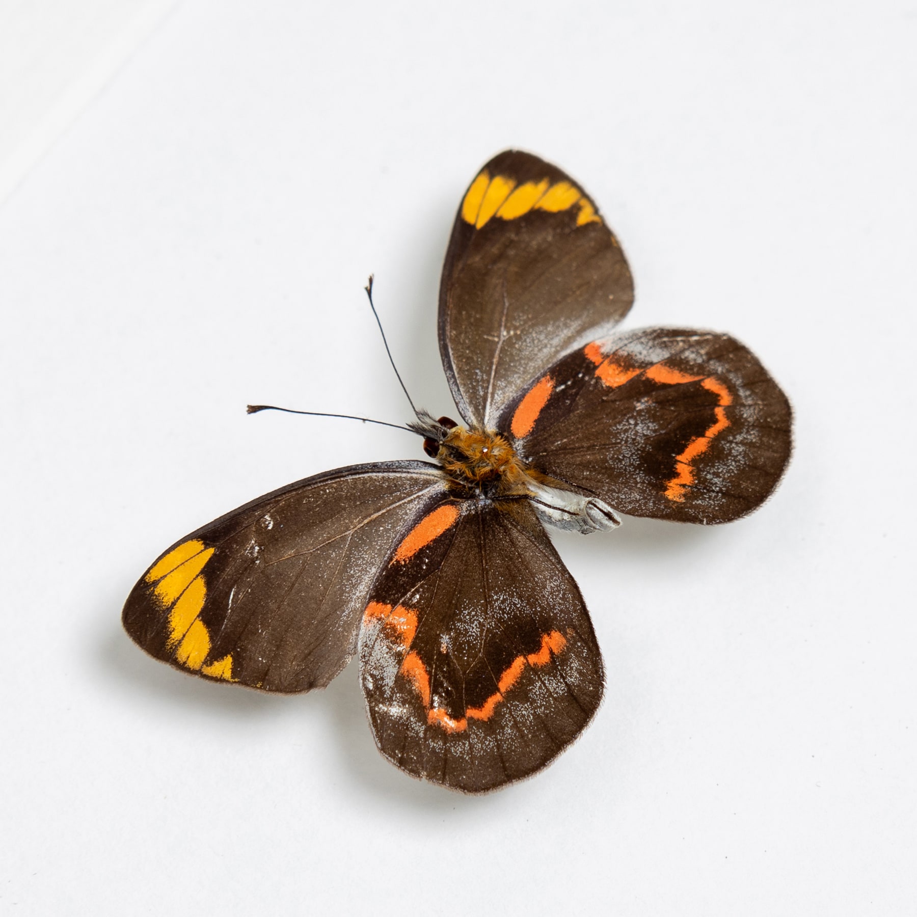 Black Jezebel Butterfly Male & Female Pair In Box Frame (Delias nigrina)