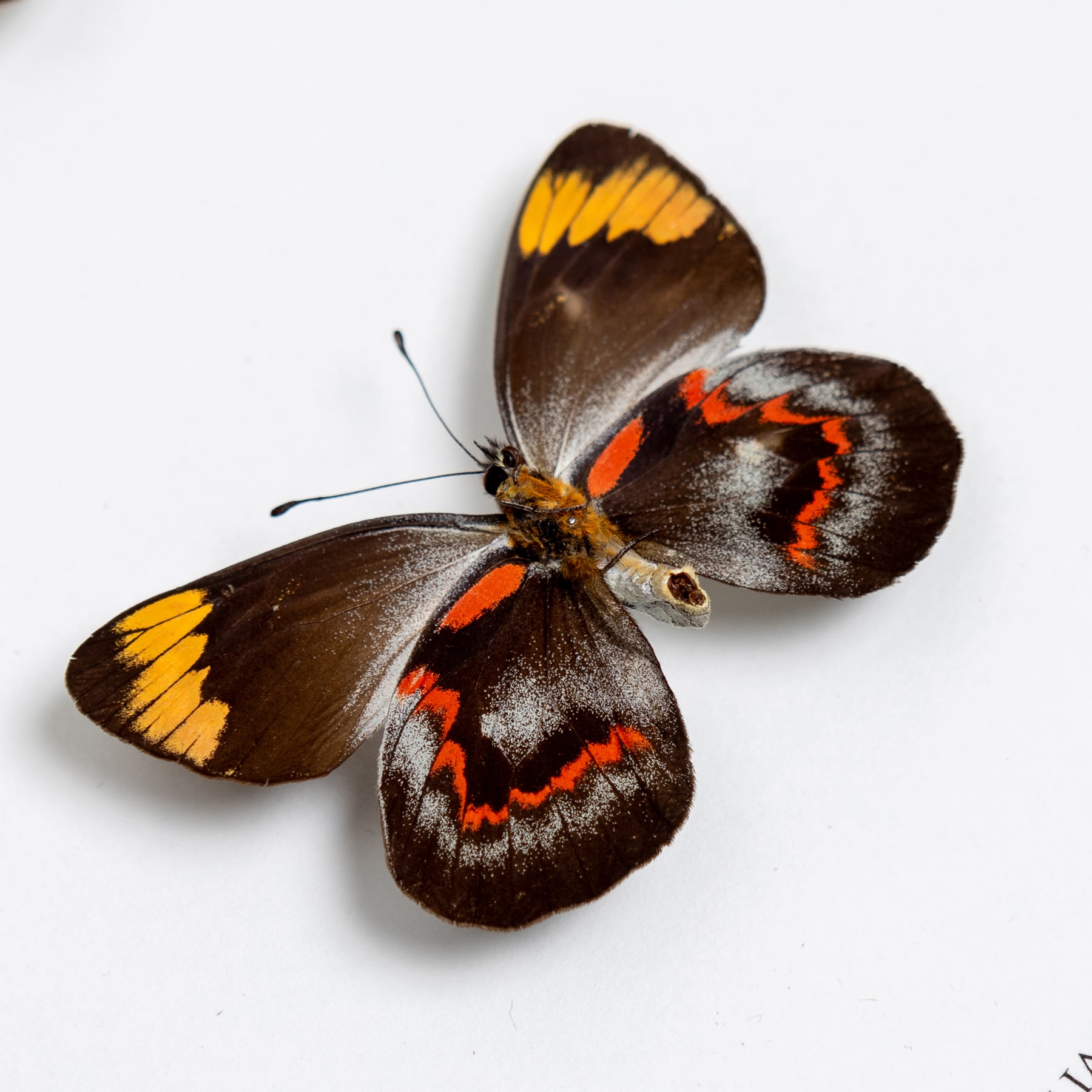 Black Jezebel Butterfly Male & Female Pair In Box Frame (Delias nigrina)