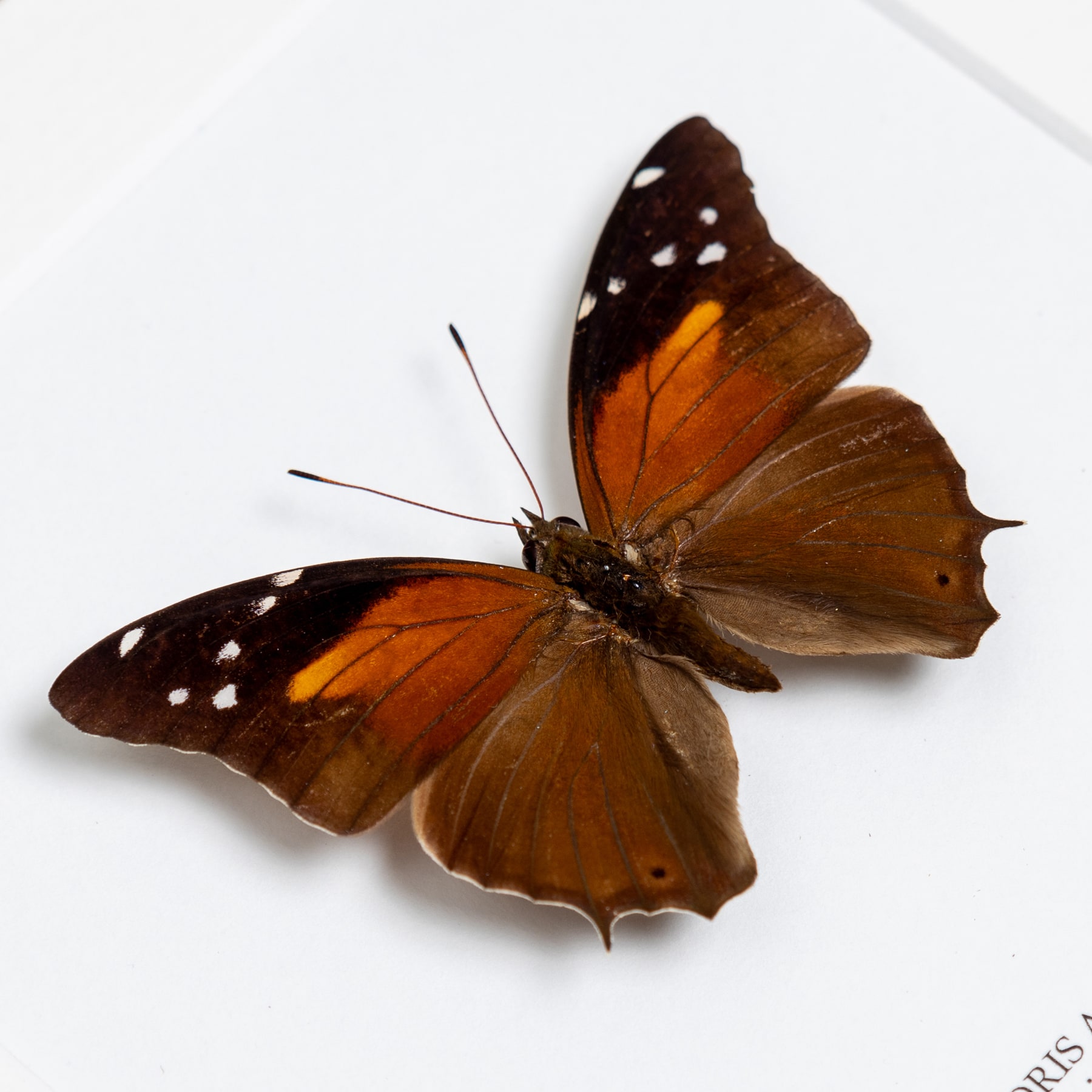 The Tailed Cecropian Butterfly In Box Frame (Historis acheronta)
