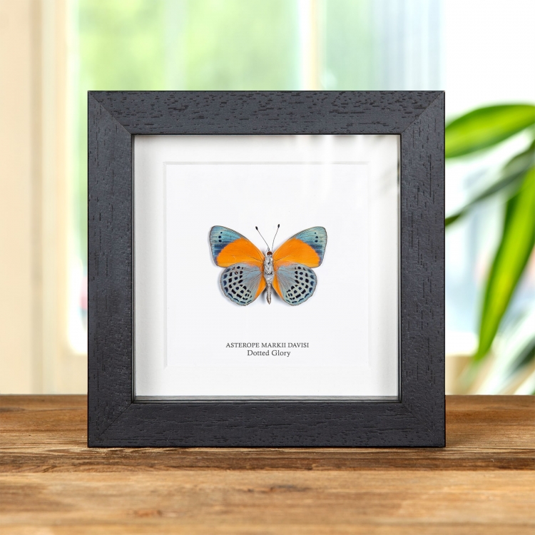 Dotted Glory Butterfly Ventral Side In Box Frame (Asterope markii davisi) Dotted Glory Butterfly Ventral Side In Box Frame (Asterope markii davisi)