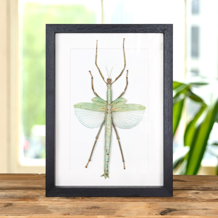 Giant Stick Insect In Box Frame (Eurycnema versirubra)