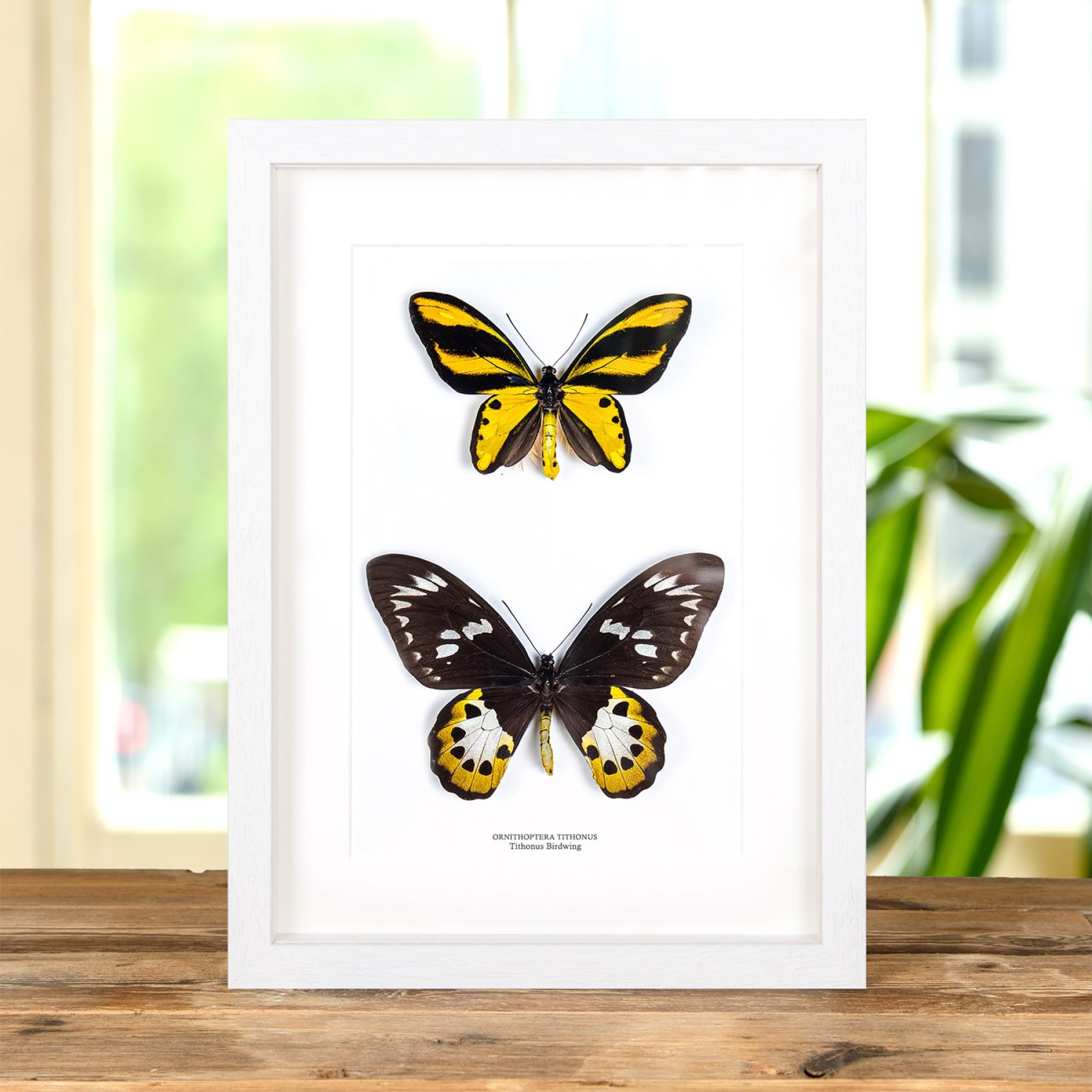 The Tithonus Birdwing Male & Female Pair Butterrfly In Box Frame (Ornithoptera tithonus)