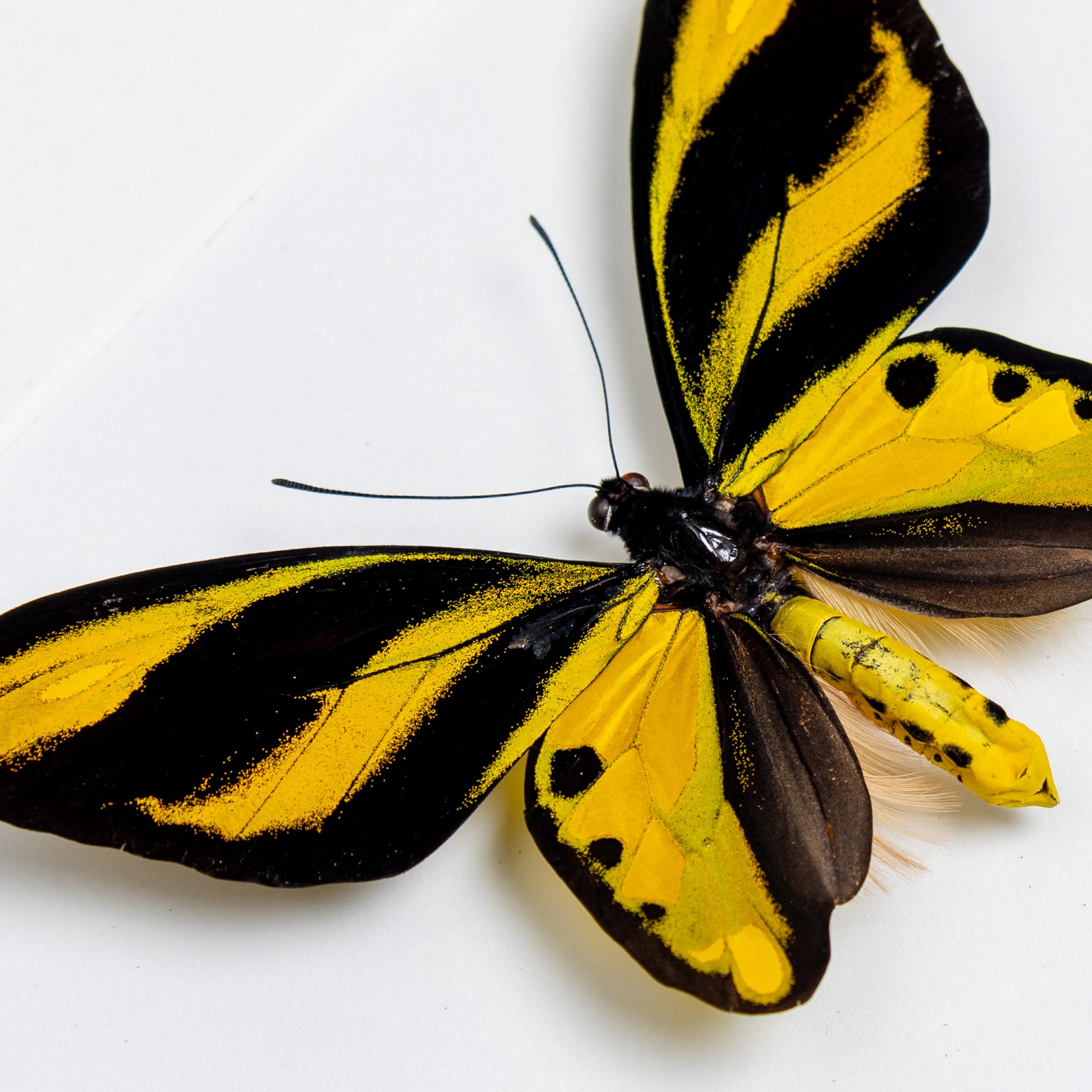 The Tithonus Birdwing Male & Female Pair Butterrfly In Box Frame (Ornithoptera tithonus)