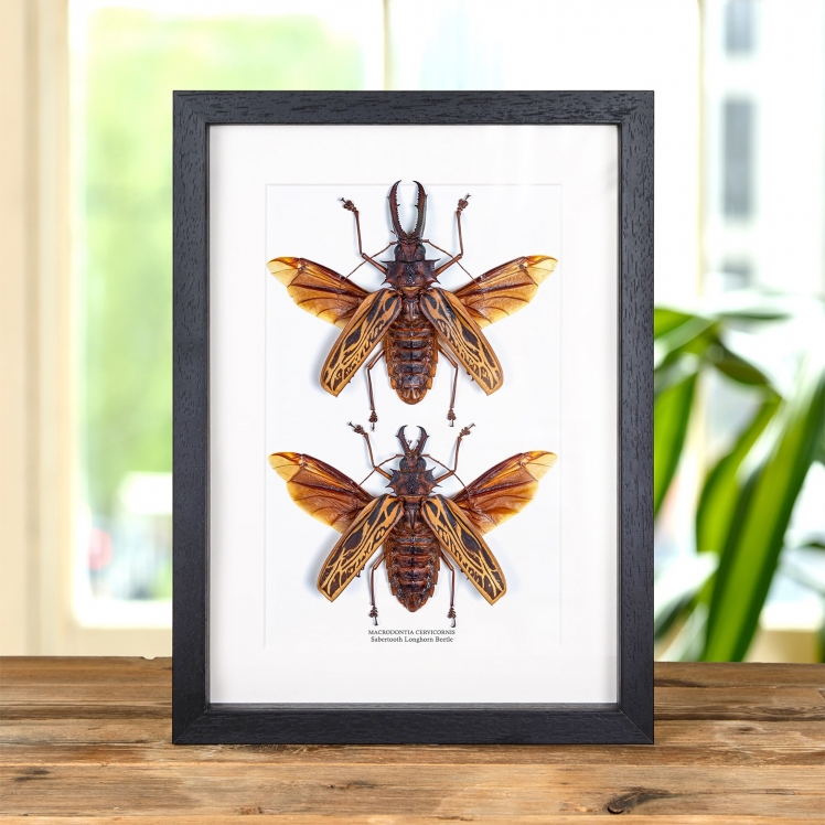 Sabertooth Longhorn Beetle Male & Female Pair with Wings Spread In Box Frame (Macrodontia cervicornis)