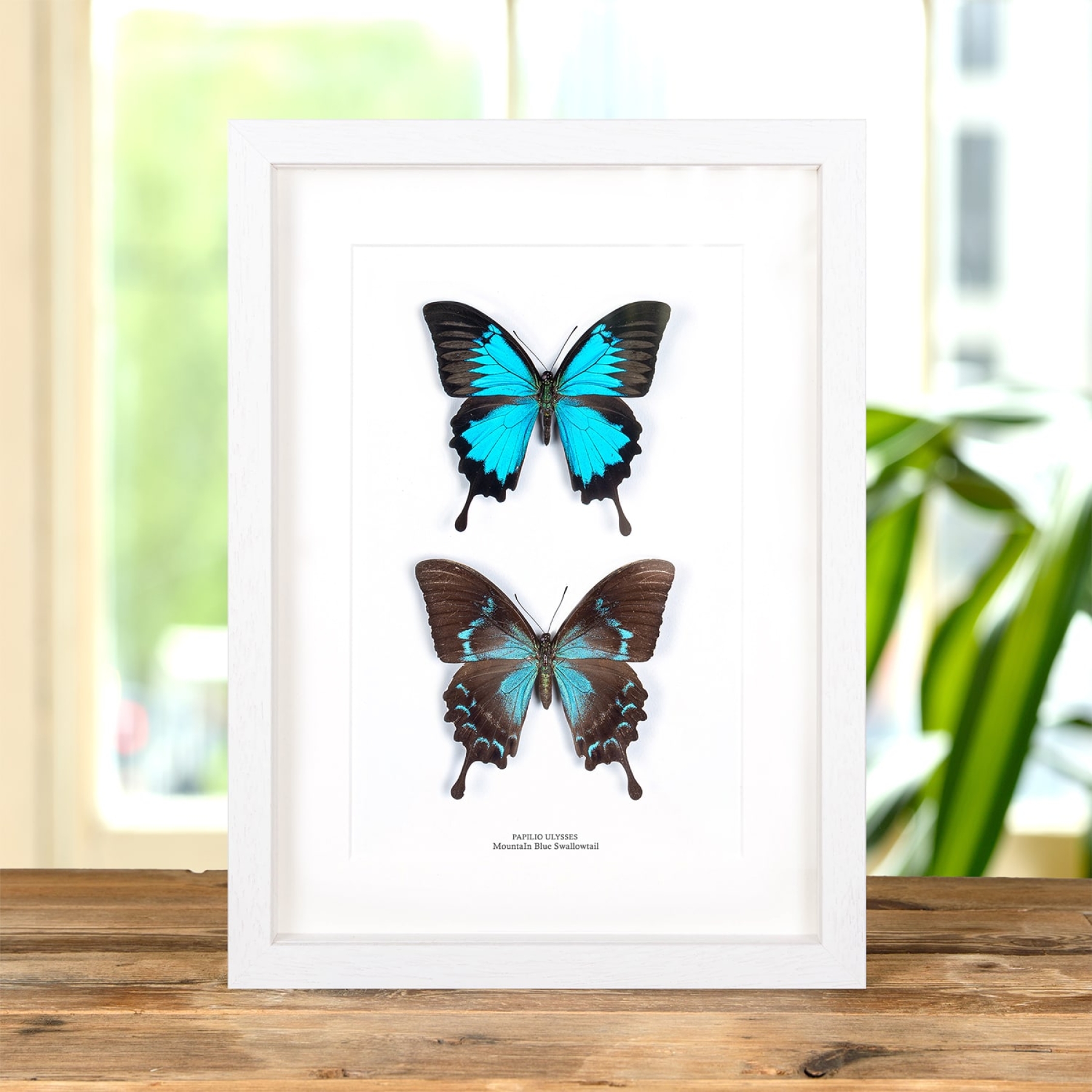 Mountain Blue Swallowtail Butterfly Male & Female Pair In Box Frame (Papilio ulysses)
