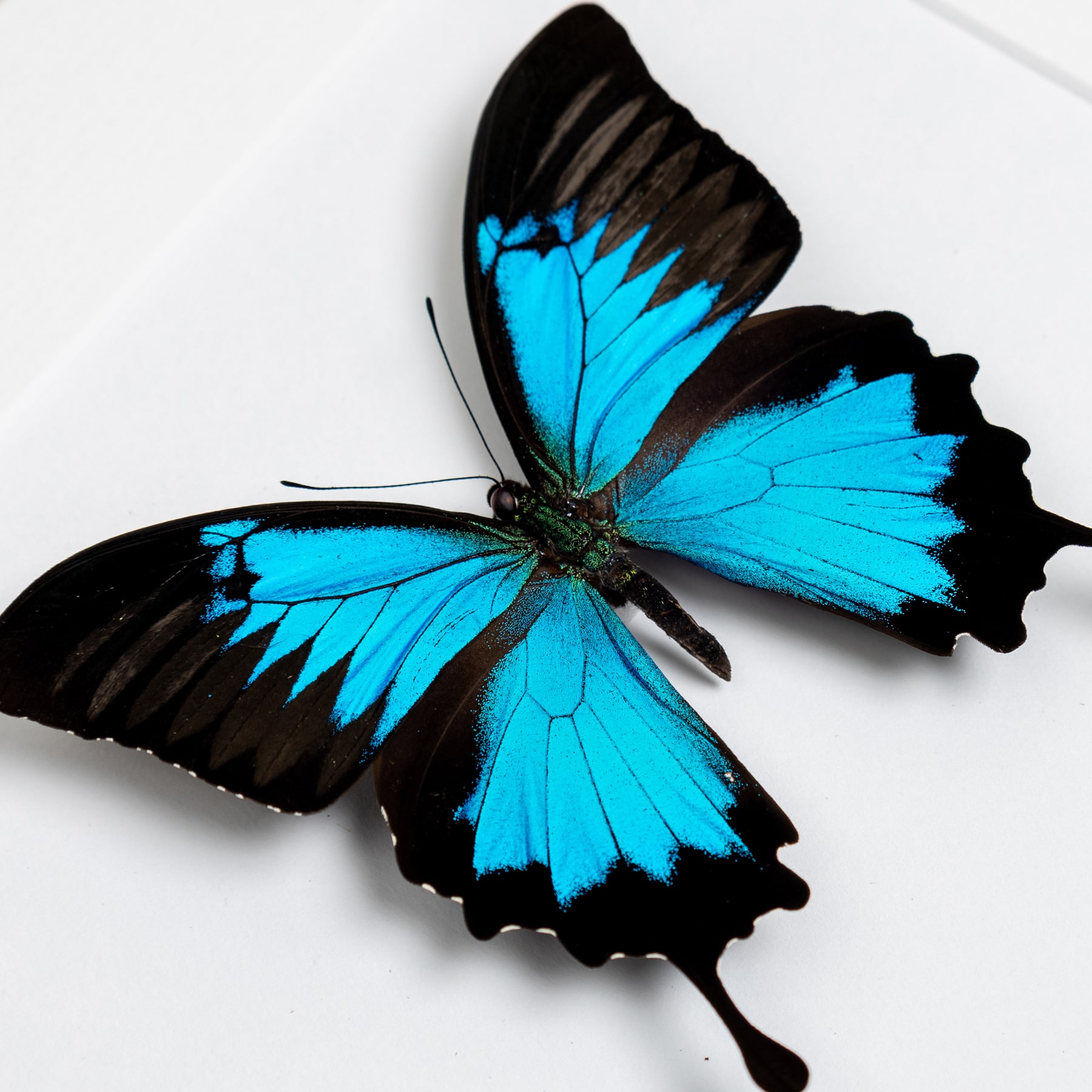 Mountain Blue Swallowtail Butterfly Male & Female Pair In Box Frame (Papilio ulysses)