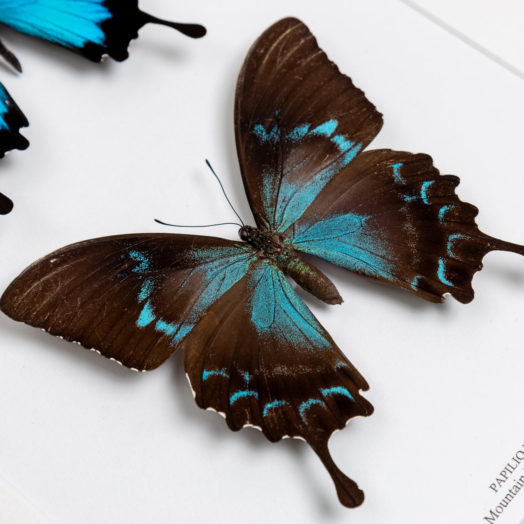 Mountain Blue Swallowtail Butterfly Male & Female Pair In Box Frame (Papilio ulysses)