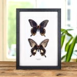Minibeast Swallowtail Butterfly Male & Female Pair (Papilio deiphobus)