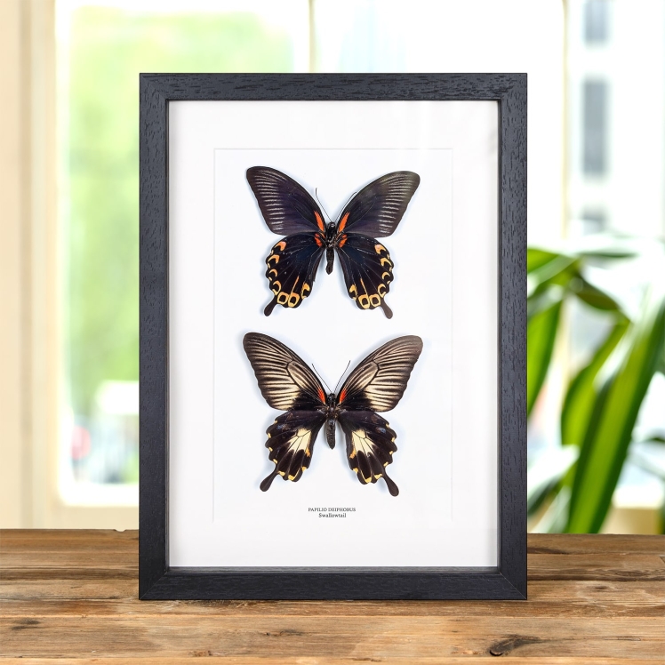 Swallowtail Butterfly Male & Female Pair (Papilio deiphobus)