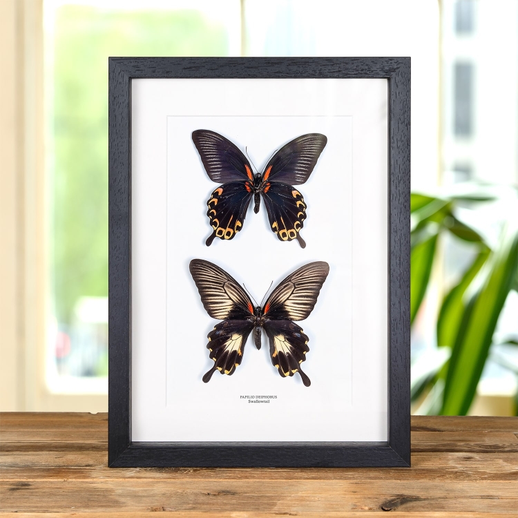 Swallowtail Butterfly Male & Female Pair (Papilio deiphobus)