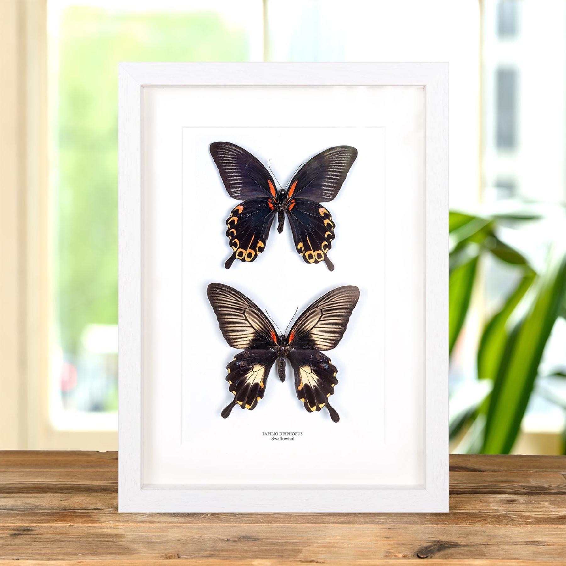 Swallowtail Butterfly Male & Female Pair (Papilio deiphobus)