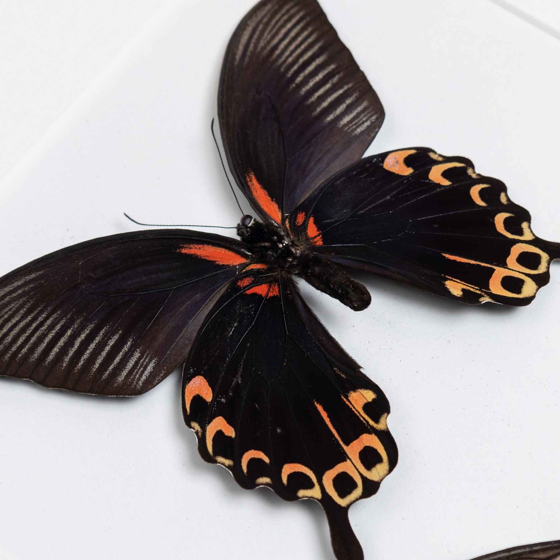 Swallowtail Butterfly Male & Female Pair (Papilio deiphobus)