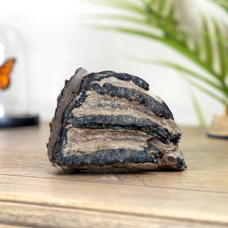 Small Partial Woolly Mammoth Tooth (Mammuthus sp)