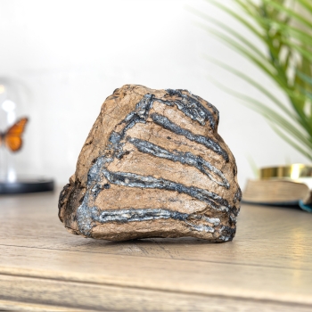 Medium Partial Woolly Mammoth Tooth (Mammuthus sp)