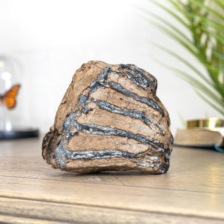 Medium Partial Woolly Mammoth Tooth (Mammuthus sp)