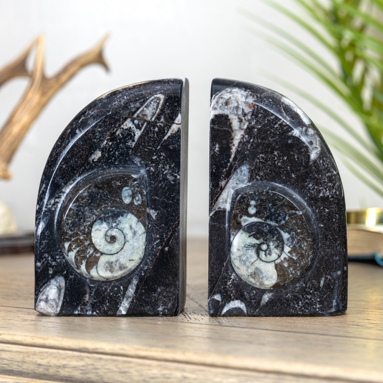 Marble Bookends with Fossilised Goniatites