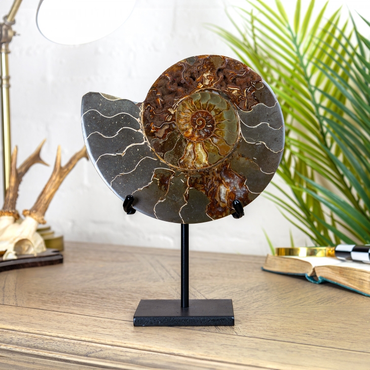 8 Inch Polished & Sliced Ammonite Fossil on Stand (Cleoniceras sp)