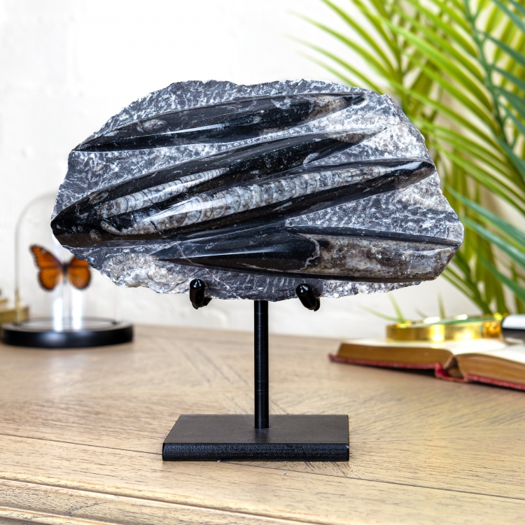 Large Orthoceras Fossil on Stand (Orthoceras sp)