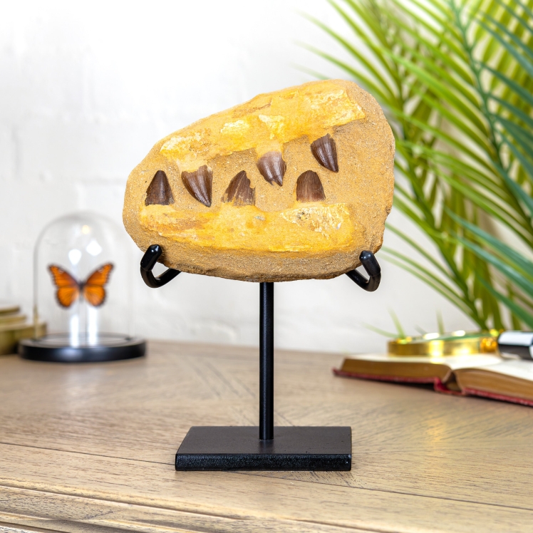 Mosasaur Jaw Fossil on Stand (Mosasauridae sp)