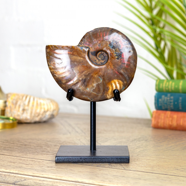 Red Flash Ammonite Fossil on Stand (Cleoniceras sp)