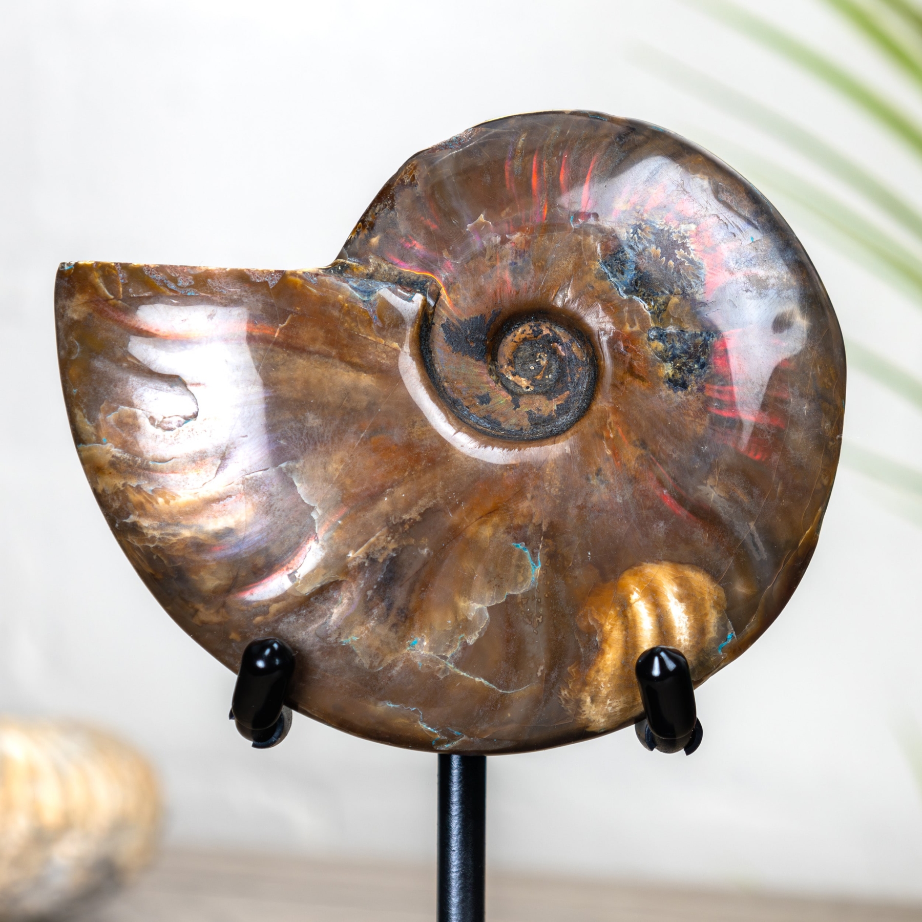 5 Inch Red Flash Ammonite Fossil on Stand (Cleoniceras sp)