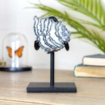 Minibeast Polished Woolly Mammoth Tooth Fossil on Stand (Mammuthus sp)
