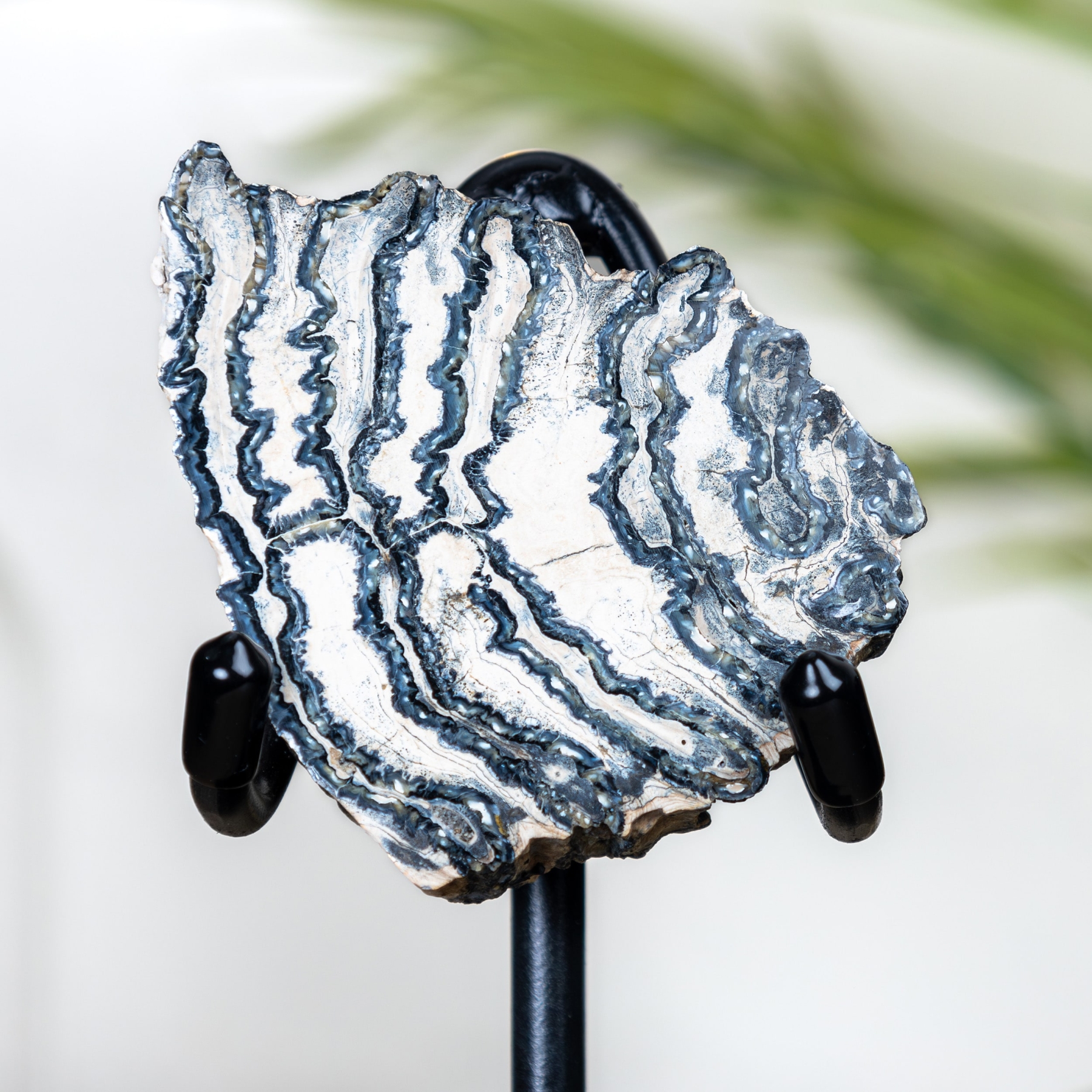 Polished Woolly Mammoth Tooth Fossil on Stand (Mammuthus sp)