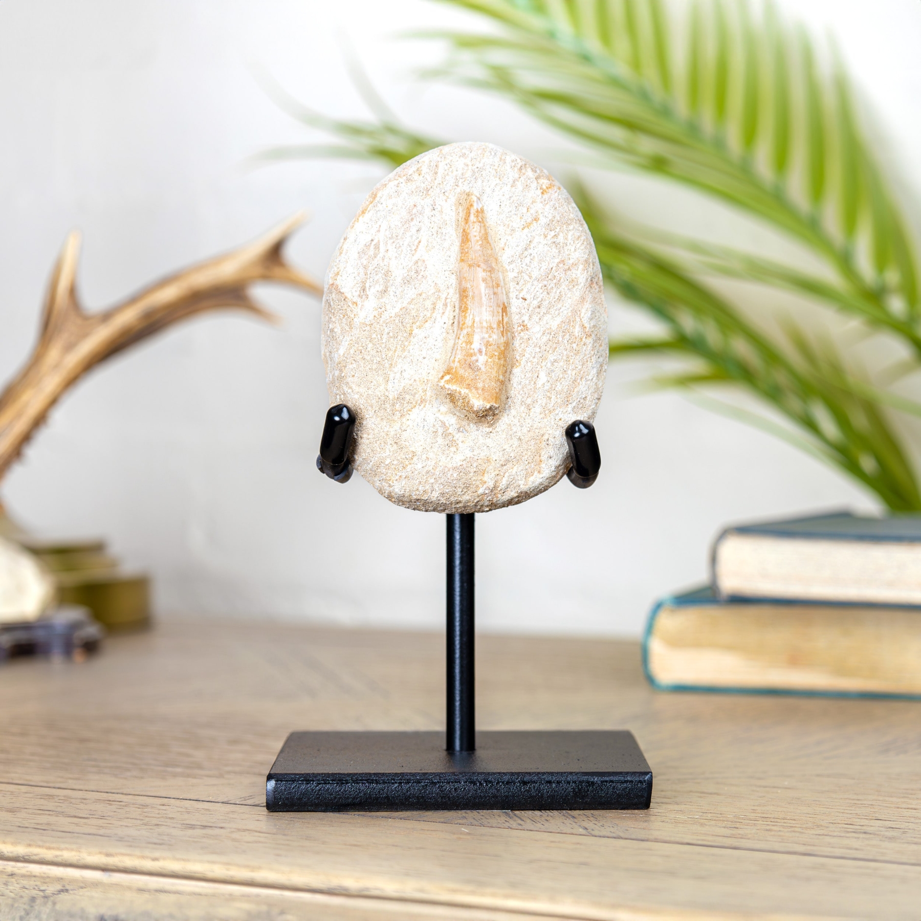 Minibeast Spinosaurus Tooth Fossil & Matrix on Stand (Spinosaurus aegyptiacus)