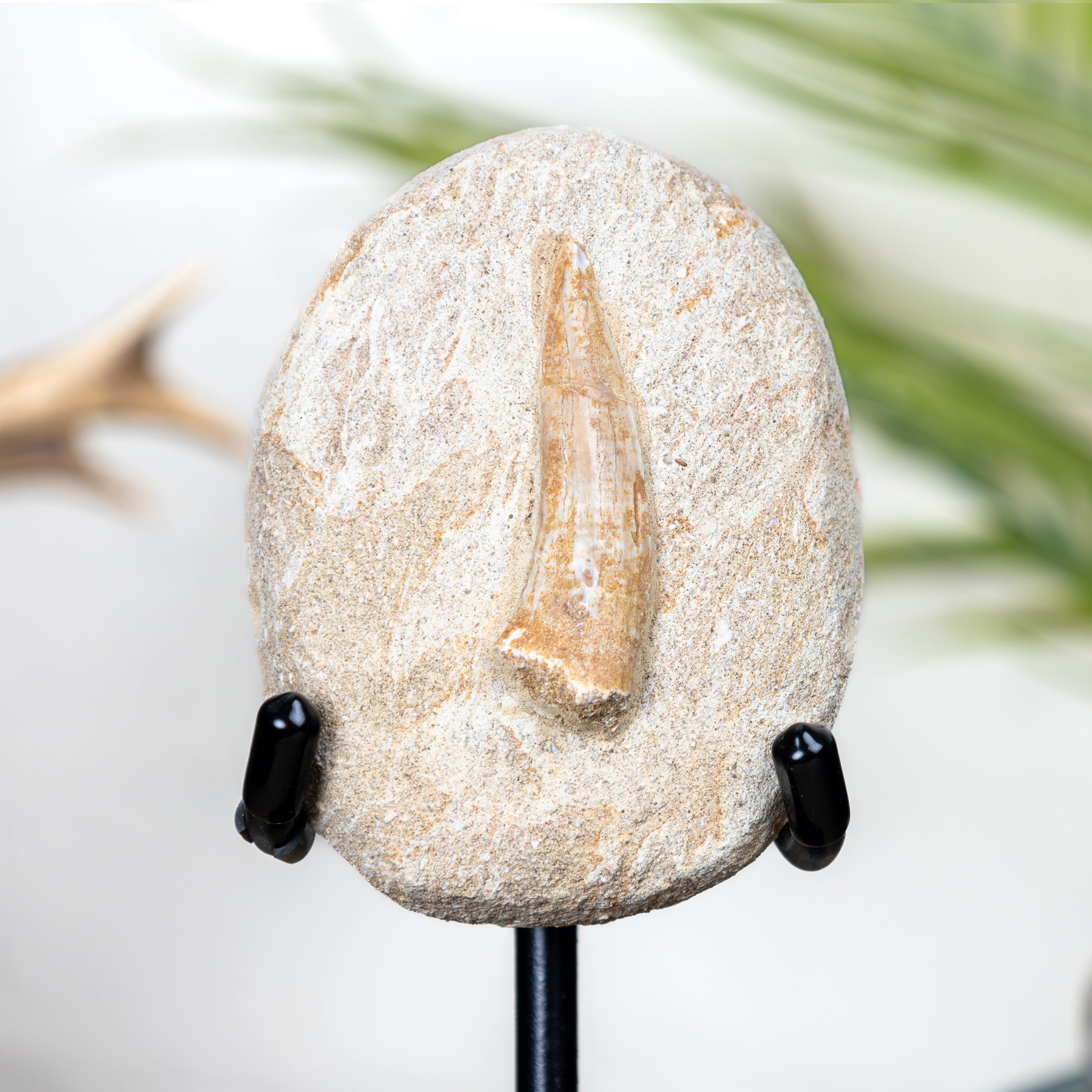 Minibeast Spinosaurus Tooth Fossil & Matrix on Stand (Spinosaurus aegyptiacus)