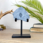 Minibeast Elrathia Trilobite Fossil on Stand (Elrathia sp)