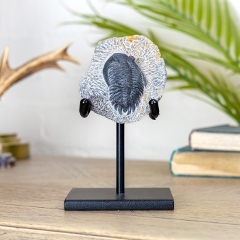 Hollardops Trilobite Fossil on Stand (Hollardops sp)